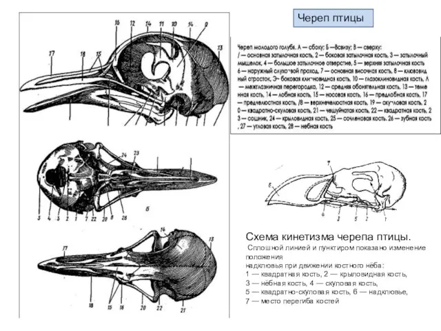 Череп птицы Схема кинетизма черепа птицы. Сплошной линией и пунктиром показано