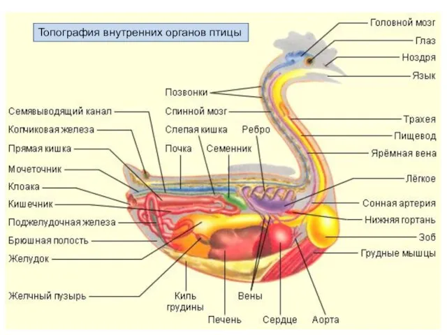 Топография внутренних органов птицы