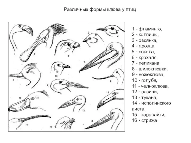 1 - фламинго, 2 - колпицы, 3 - овсянка, 4 -