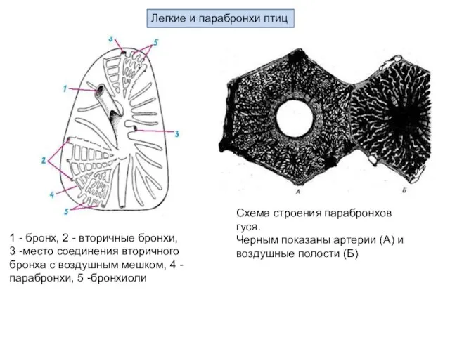 Схема строения парабронхов гуся. Черным показаны артерии (А) и воздушные полости