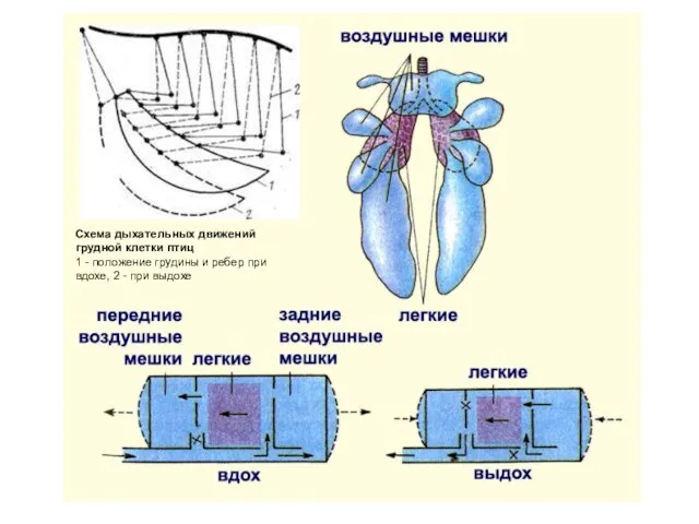 Схема дыхательных движений грудной клетки птиц 1 - положение грудины и