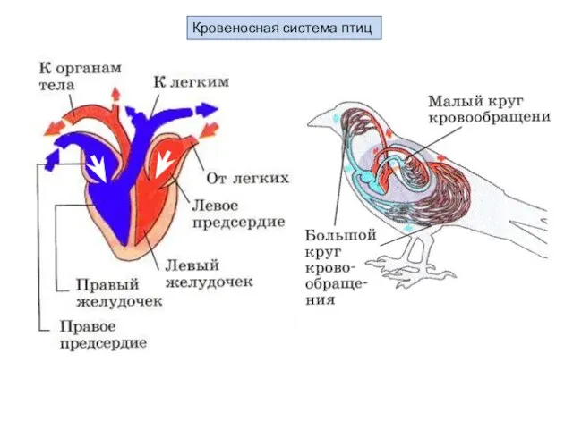 Кровеносная система птиц