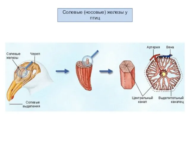 Солевые (носовые) железы у птиц