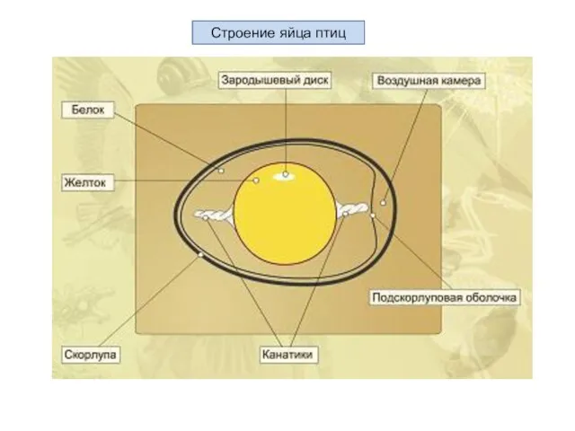 Строение яйца птиц