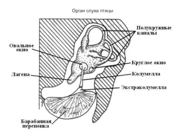 Орган слуха птицы