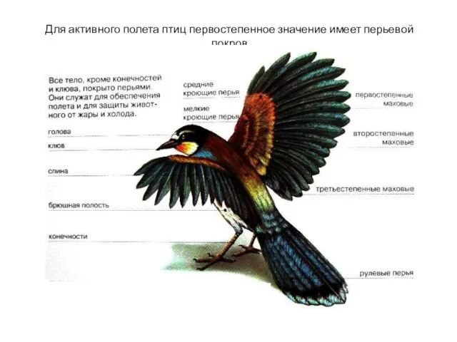 Для активного полета птиц первостепенное значение имеет перьевой покров