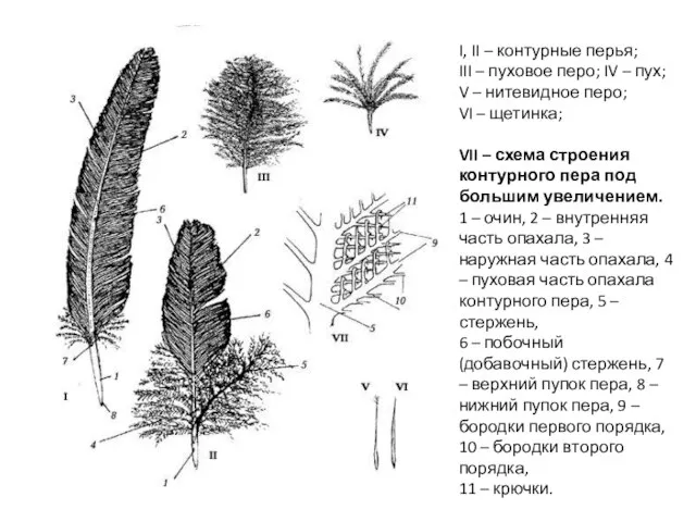 I, II – контурные перья; III – пуховое перо; IV –