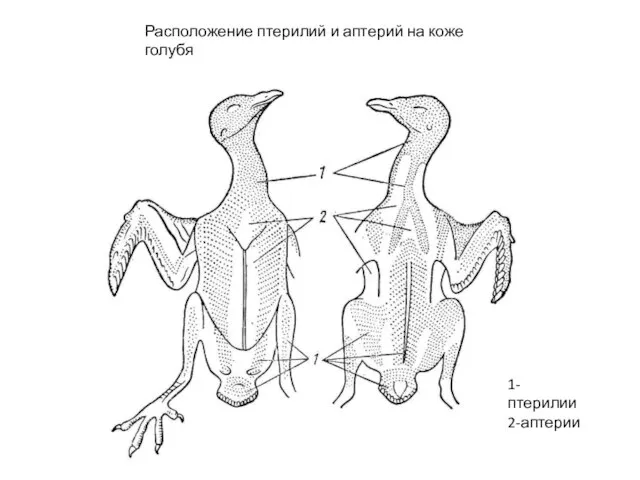 1-птерилии 2-аптерии Расположение птерилий и аптерий на коже голубя