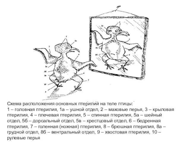 Схема расположения основных птерилий на теле птицы: 1 – головная птерилия,