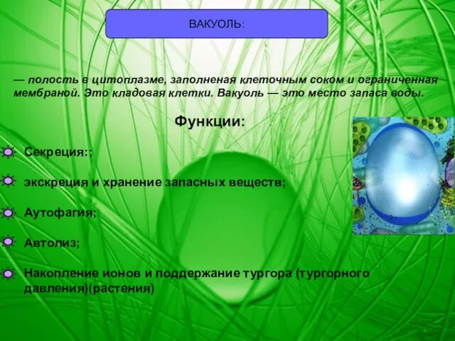 ВАКУОЛЬ: — полость в цитоплазме, заполненая клеточным соком и ограниченная мембраной.