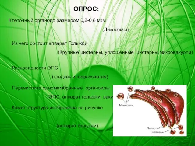 ОПРОС: Клеточный органоид размером 0,2-0,8 мкм (Лизосомы) Из чего состоит аппарат