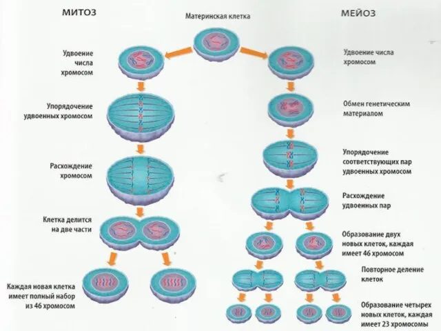 мейоз