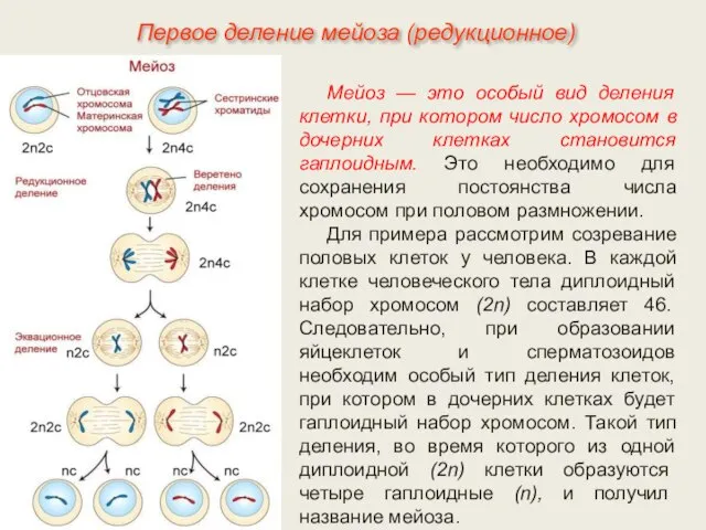 Мейоз — это особый вид деления клетки, при котором число хромосом