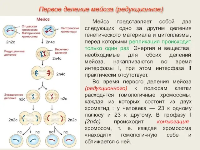 Мейоз представляет собой два следующих одно за другим деления генетического материала