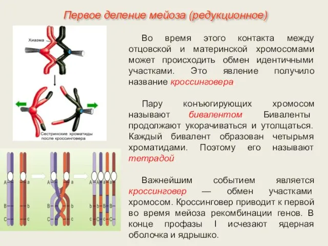 Во время этого контакта между отцовской и материнской хромосомами может происходить