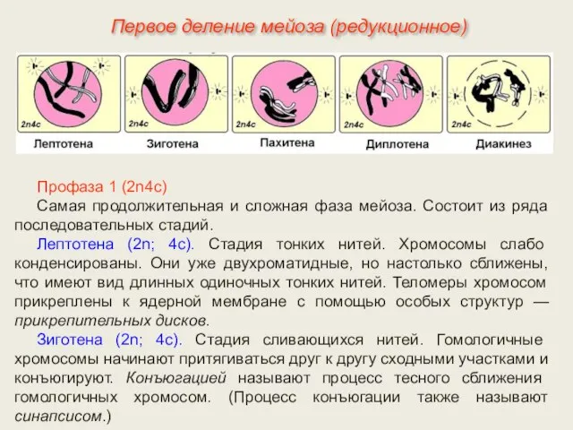 Профаза 1 (2n4с) Самая продолжительная и сложная фаза мейоза. Состоит из