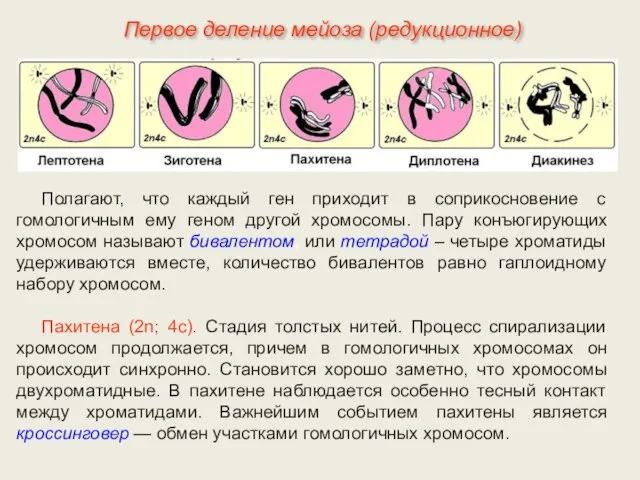 Полагают, что каждый ген приходит в соприкосновение с гомологичным ему геном