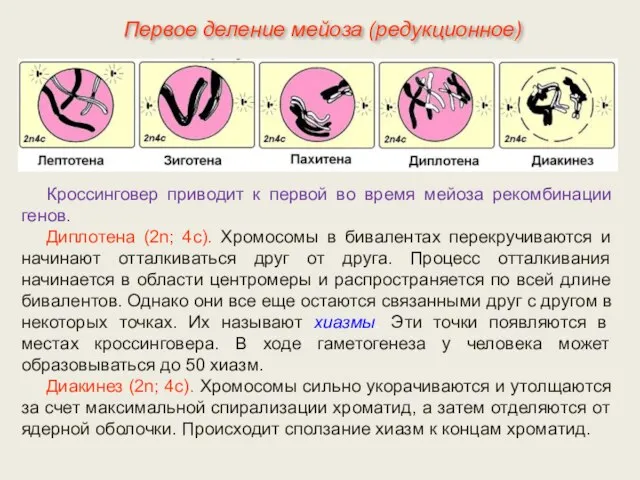 Кроссинговер приводит к первой во время мейоза рекомбинации генов. Диплотена (2n;