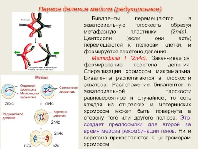 Биваленты перемещаются в экваториальную плоскость образуя метафазную пластинку (2n4c). Центриоли (если