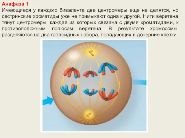 Анафаза 1 Имеющиеся у каждого бивалента две центромеры еще не делятся,