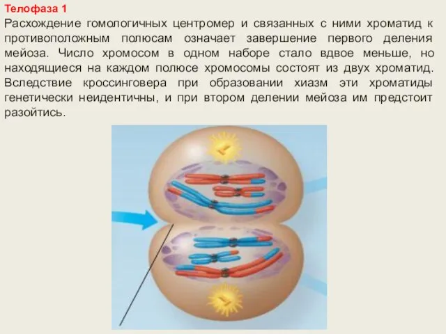 Телофаза 1 Расхождение гомологичных центромер и связанных с ними хроматид к