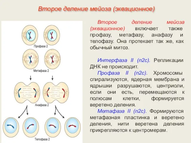 Второе деление мейоза (эквационное) включает также профазу, метафазу, анафазу и телофазу.