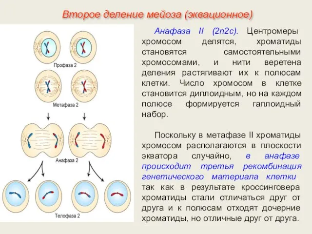 Анафаза II (2n2с). Центромеры хромосом делятся, хроматиды становятся самостоятельными хромосомами, и