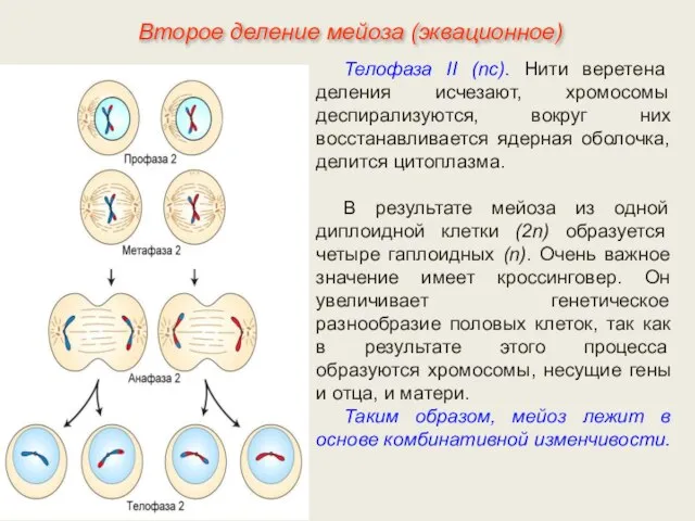 Телофаза II (nс). Нити веретена деления исчезают, хромосомы деспирализуются, вокруг них
