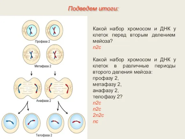 Какой набор хромосом и ДНК у клеток перед вторым делением мейоза?