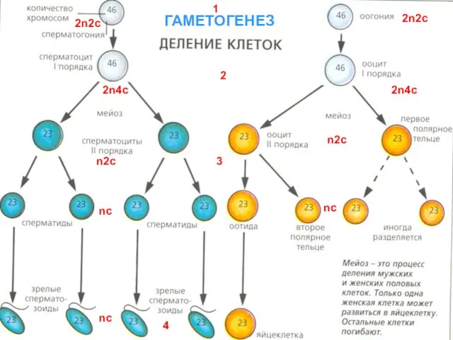 ГАМЕТОГЕНЕЗ 1 2 3 4 2n2c 2n4c n2c nc nc 2n2c 2n4c n2c nc