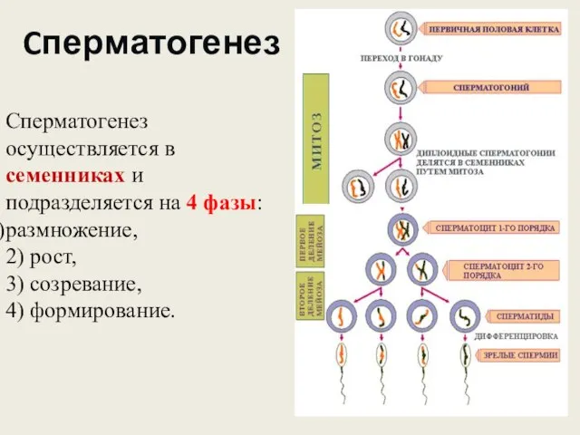 Cперматогенез Сперматогенез осуществляется в семенниках и подразделяется на 4 фазы: размножение,