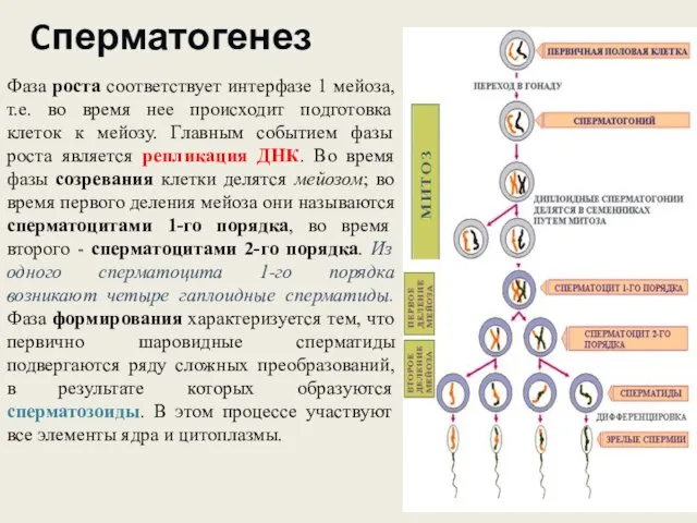 Cперматогенез Фаза роста соответствует интерфазе 1 мейоза, т.е. во время нее