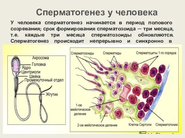 У человека сперматогенез начинается в период полового созревания; срок формирования сперматозоида