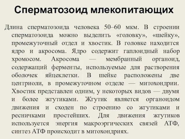 Сперматозоид млекопитающих Длина сперматозоида человека 50–60 мкм. В строении сперматозоида можно