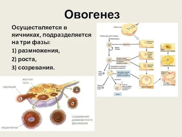 Овогенез Осуществляется в яичниках, подразделяется на три фазы: 1) размножения, 2) роста, 3) созревания.