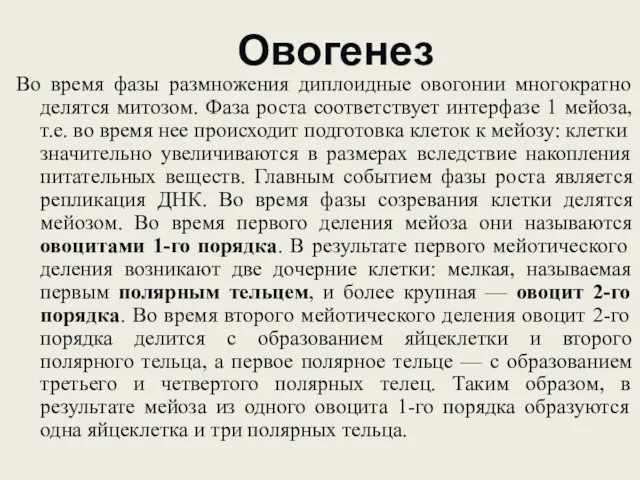 Овогенез Во время фазы размножения диплоидные овогонии многократно делятся митозом. Фаза