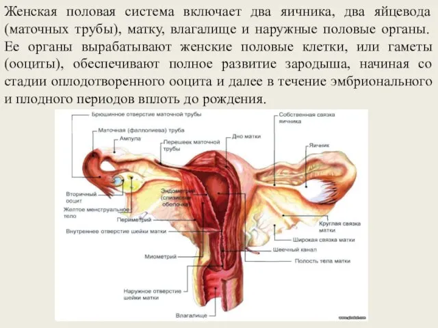 Женская половая система включает два яичника, два яйцевода (маточных трубы), матку,