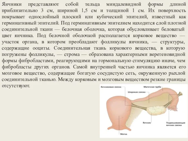 Яичники представляют собой тельца миндалевидной формы длиной приблизительно 3 см, шириной