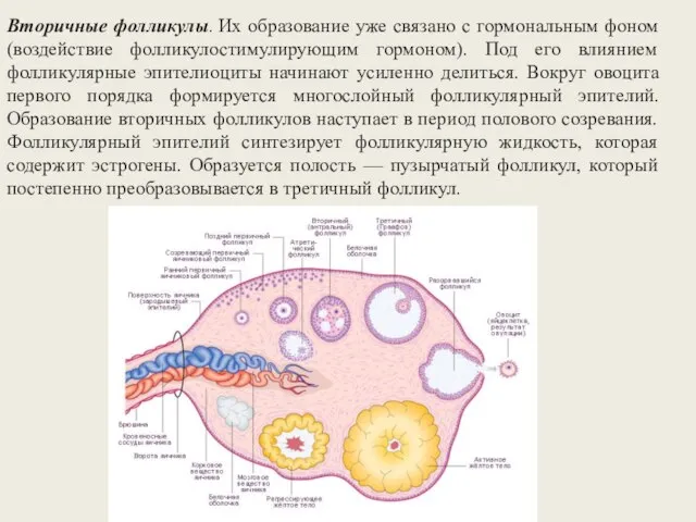 Вторичные фолликулы. Их образование уже связано с гормональным фоном (воздействие фолликулостимулирующим