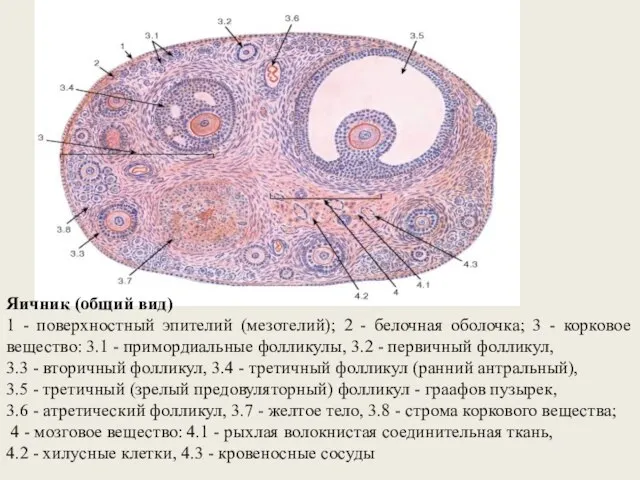 Яичник (общий вид) 1 - поверхностный эпителий (мезотелий); 2 - белочная