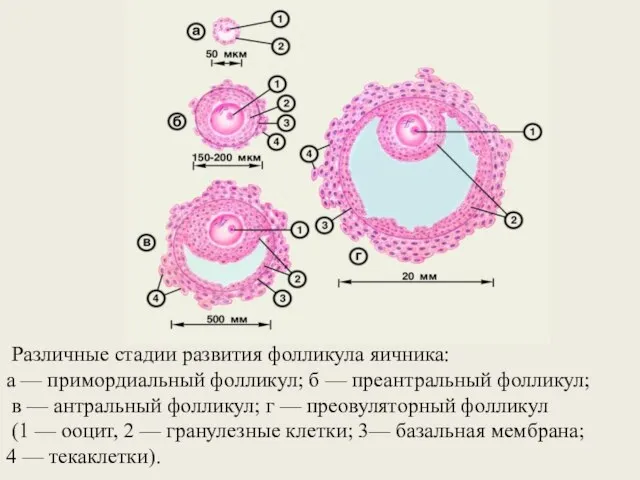 Различные стадии развития фолликула яичника: а — примордиальный фолликул; б —