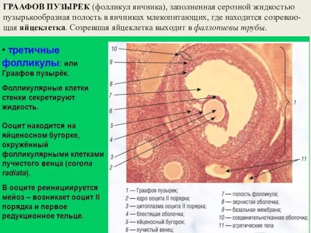 ГРААФОВ ПУЗЫРЕК (фолликул яичника), заполненная серозной жидкостью пузырькообразная полость в яичниках