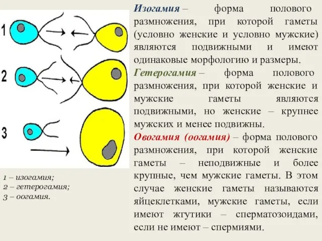 Изогамия – форма полового размножения, при которой гаметы (условно женские и