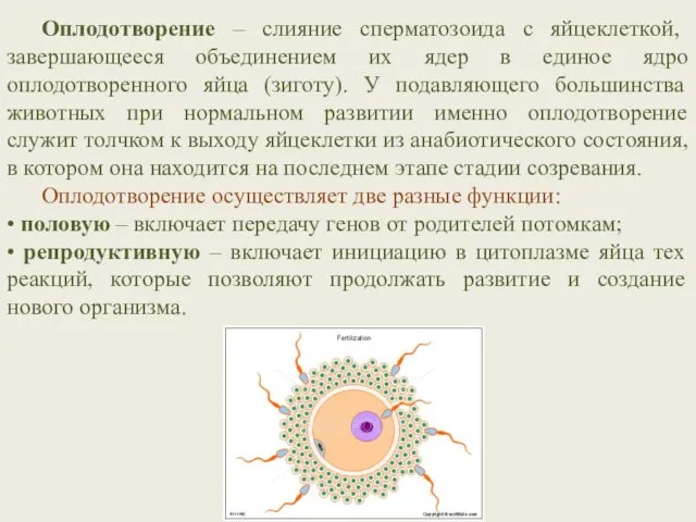 Оплодотворение – слияние сперматозоида с яйцеклеткой, завершающееся объединением их ядер в