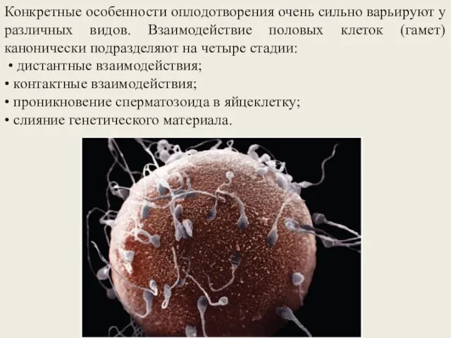 Конкретные особенности оплодотворения очень сильно варьируют у различных видов. Взаимодействие половых