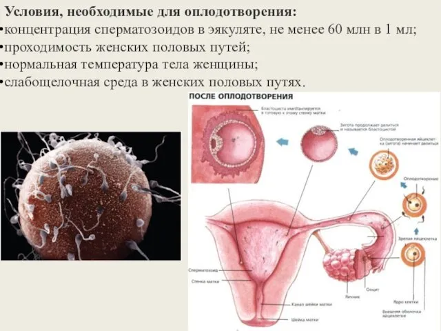 Условия, необходимые для оплодотворения: концентрация сперматозоидов в эякуляте, не менее 60