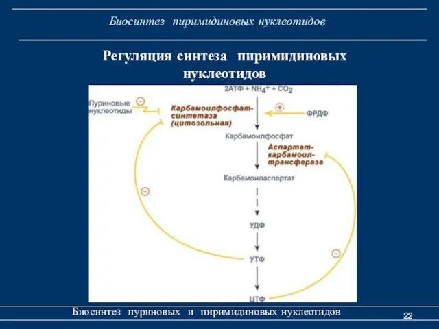 Биосинтез пиримидиновых нуклеотидов Биосинтез пуриновых и пиримидиновых нуклеотидов Регуляция синтеза пиримидиновых нуклеотидов