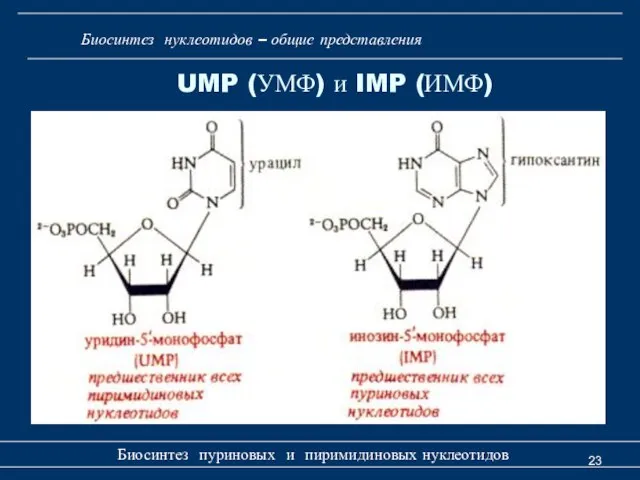 Биосинтез пуриновых и пиримидиновых нуклеотидов UMP (УМФ) и IMP (ИМФ) Биосинтез нуклеотидов – общие представления