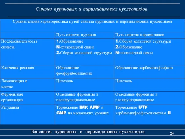 Синтез пуриновых и пиримидиновых нуклеотидов Биосинтез пуриновых и пиримидиновых нуклеотидов