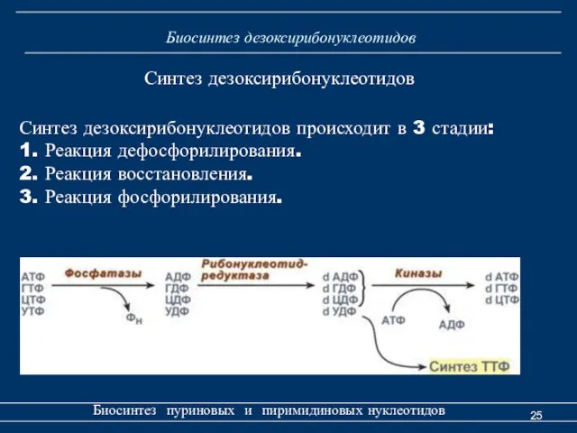 Биосинтез дезоксирибонуклеотидов Биосинтез пуриновых и пиримидиновых нуклеотидов Синтез дезоксирибонуклеотидов происходит в